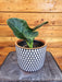 The Plant Farm® Houseplants Alocasia Regal Shield, 6” Plant