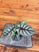 The Plant Farm® Houseplants Alocasia Silver Dragon, 4" Plant