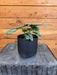 The Plant Farm® Houseplants Alocasia Silver Dragon, 4" Plant