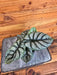 The Plant Farm® Houseplants Alocasia Silver Dragon, 4" Plant