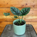 The Plant Farm® Houseplants Alocasia Sinuata Quilted Dream, 4" Plant