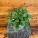 The Plant Farm® Houseplants Alsobia Dianthiflora Cygnet, 6" Plant