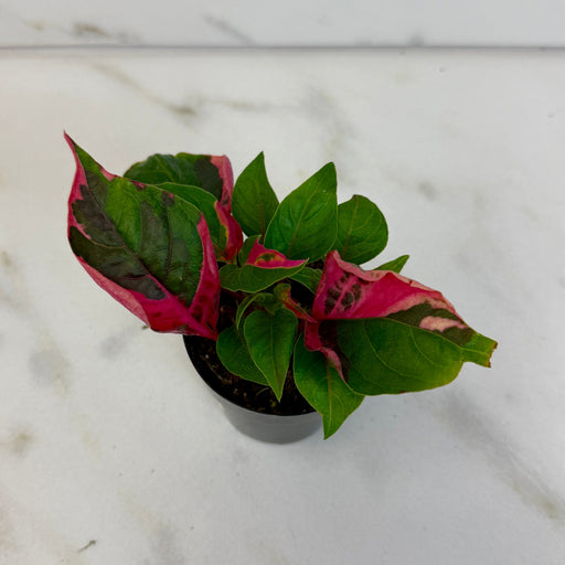 The Plant Farm® Houseplants Alternanthera Party Time, 2" Plant