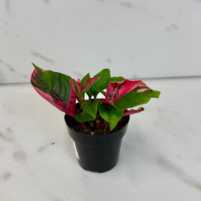 The Plant Farm® Houseplants Alternanthera Party Time, 2" Plant