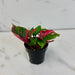 The Plant Farm® Houseplants Alternanthera Party Time, 2" Plant