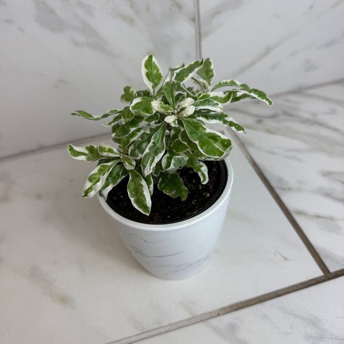 The Plant Farm® Houseplants Alternanthera Snow Queen, 4" Plant