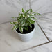 The Plant Farm® Houseplants Alternanthera Snow Queen, 4" Plant