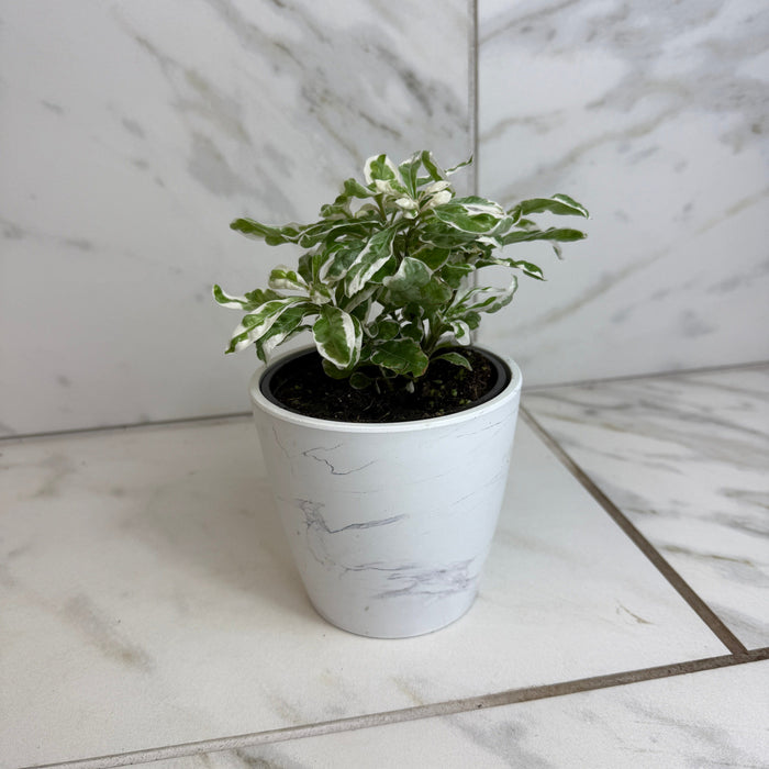 The Plant Farm® Houseplants Alternanthera Snow Queen, 4" Plant