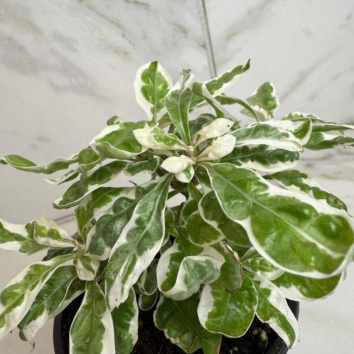 The Plant Farm® Houseplants Alternanthera Snow Queen, 4" Plant