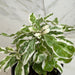 The Plant Farm® Houseplants Alternanthera Snow Queen, 4" Plant
