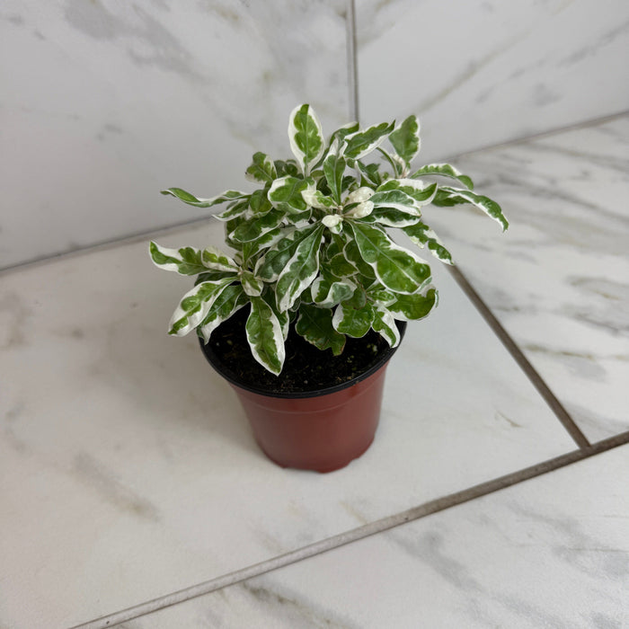 The Plant Farm® Houseplants Alternanthera Snow Queen, 4" Plant