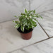 The Plant Farm® Houseplants Alternanthera Snow Queen, 4" Plant