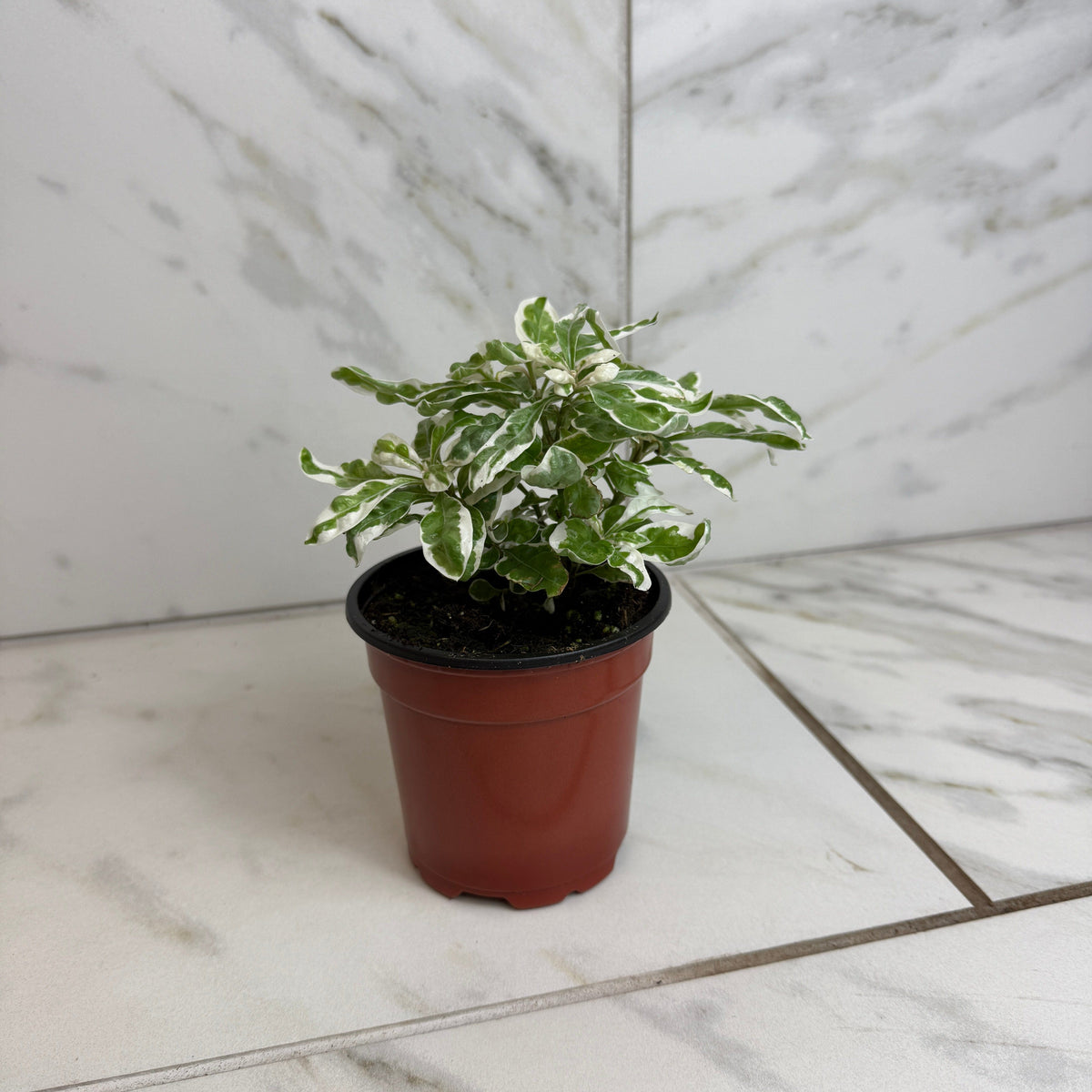 Alternanthera Snow Queen, 4