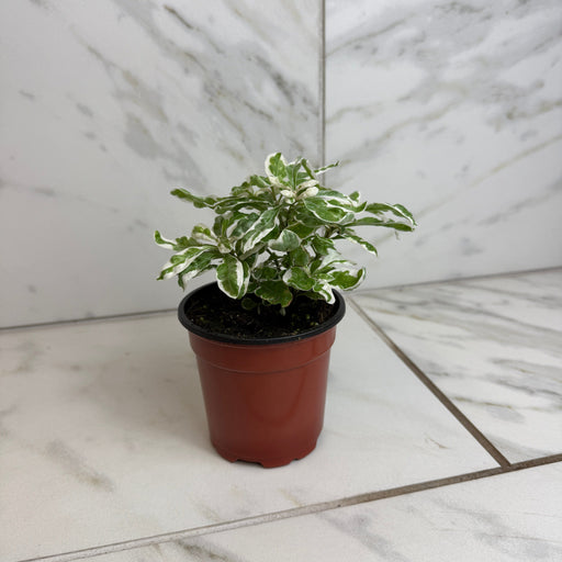 The Plant Farm® Houseplants Alternanthera Snow Queen, 4" Plant