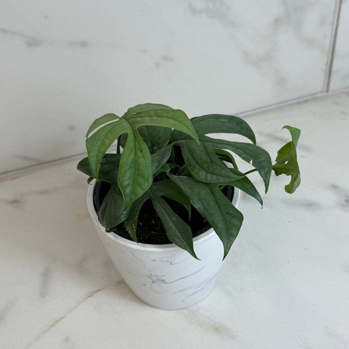 The Plant Farm® Houseplants Amydrium Silver, 4" Plant