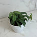 The Plant Farm® Houseplants Amydrium Silver, 4" Plant