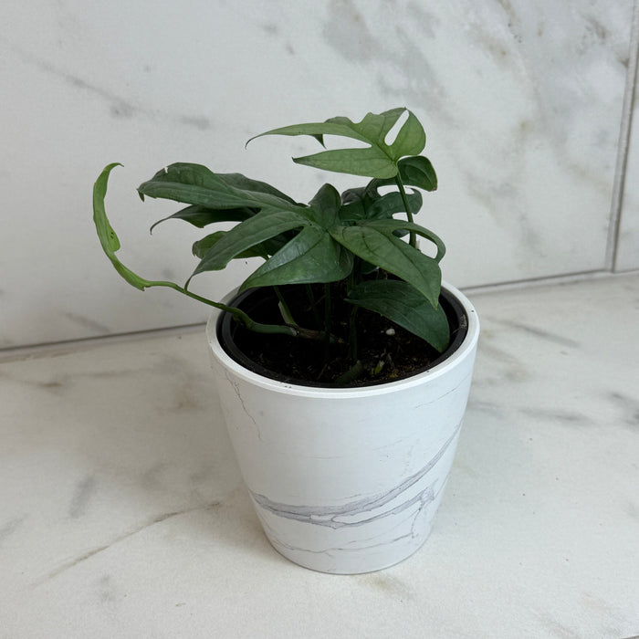 The Plant Farm® Houseplants Amydrium Silver, 4" Plant