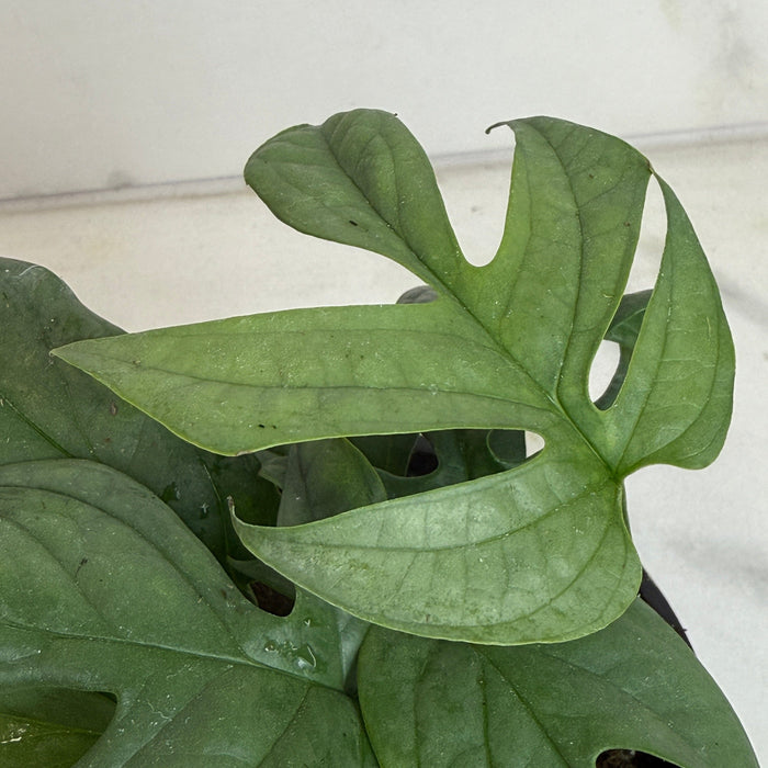 The Plant Farm® Houseplants Amydrium Silver, 4" Plant