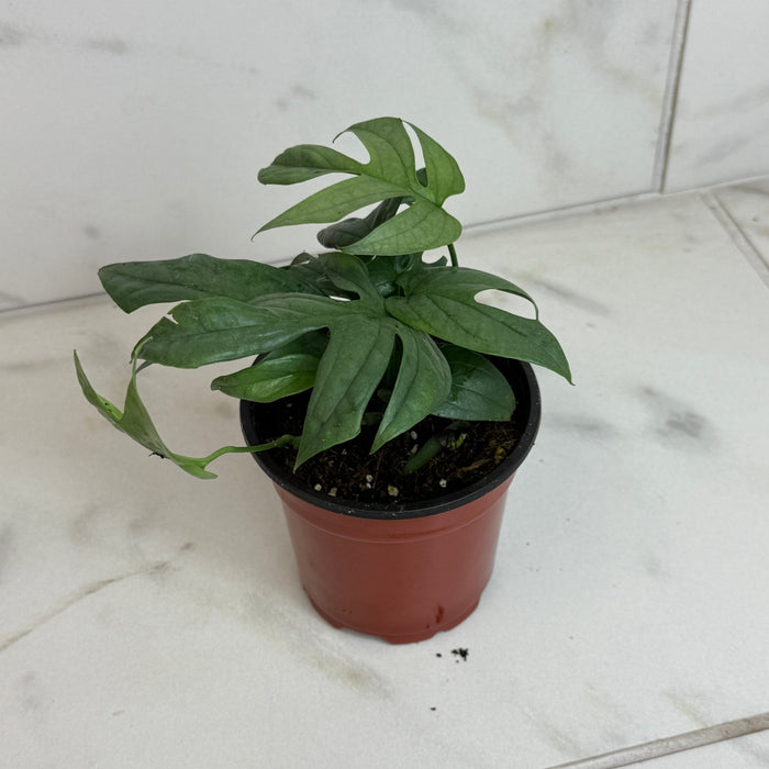 The Plant Farm® Houseplants Amydrium Silver, 4" Plant