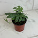The Plant Farm® Houseplants Amydrium Silver, 4" Plant
