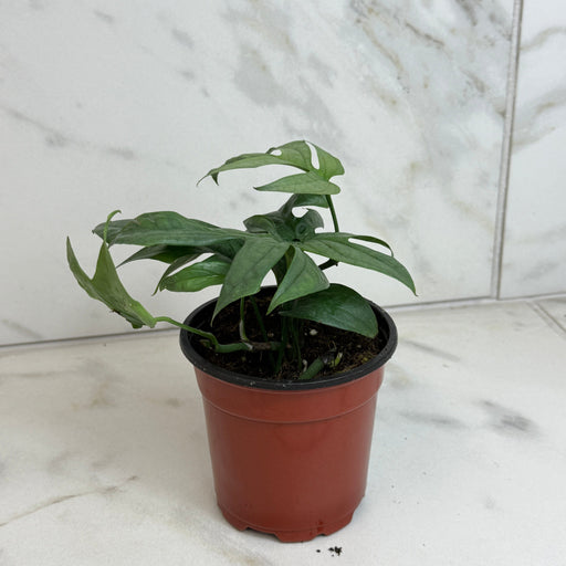 The Plant Farm® Houseplants Amydrium Silver, 4" Plant