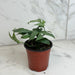 The Plant Farm® Houseplants Amydrium Silver, 4" Plant