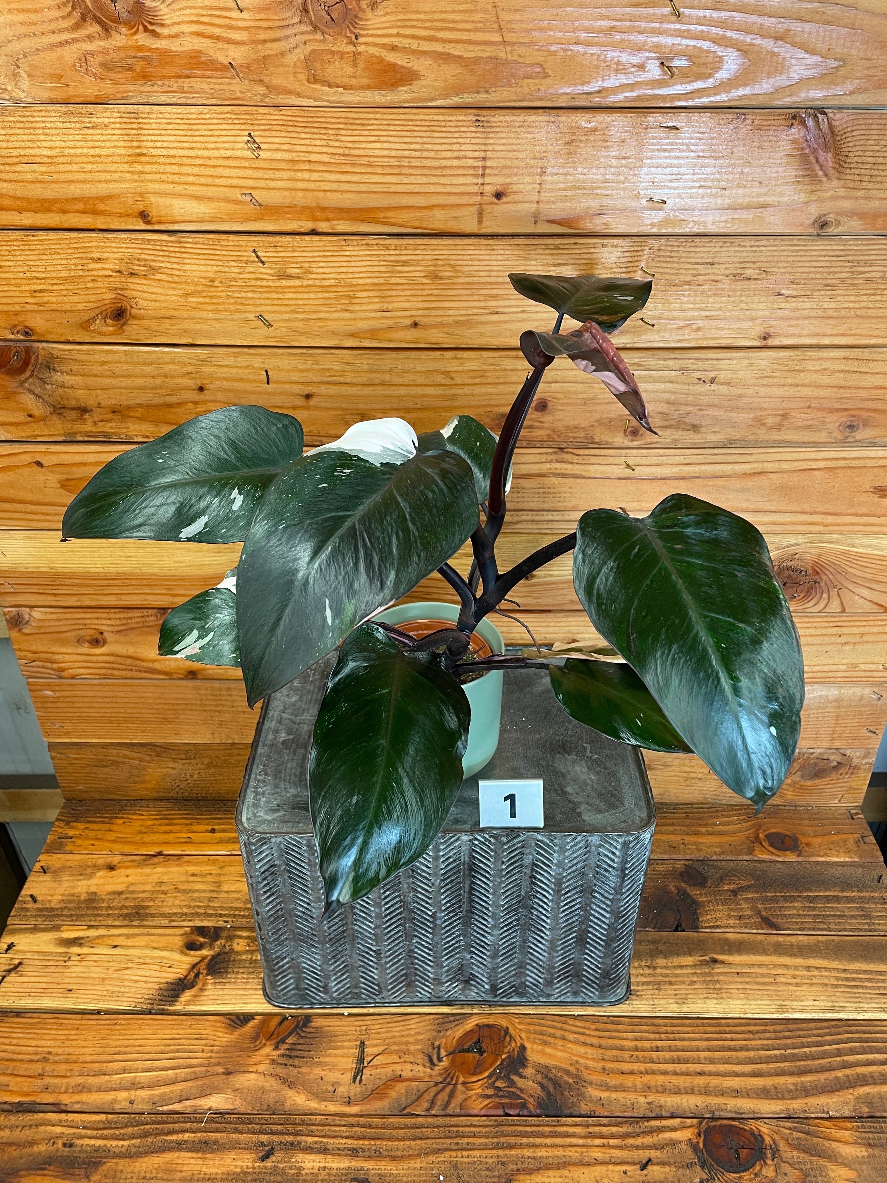 Philodendron Rd Anderson Philodendron Red