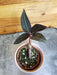 The Plant Farm® Houseplants Anoectochilus Chapaensis Golden Jewel, 2" Plant