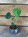 The Plant Farm® Houseplants Anthurium Clarinervium - 2" Plant