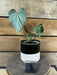 The Plant Farm® Houseplants Anthurium Clarinervium - Pick Your Plant, 4" Plant