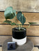 The Plant Farm® Houseplants Anthurium Clarinervium - Pick Your Plant, 4" Plant