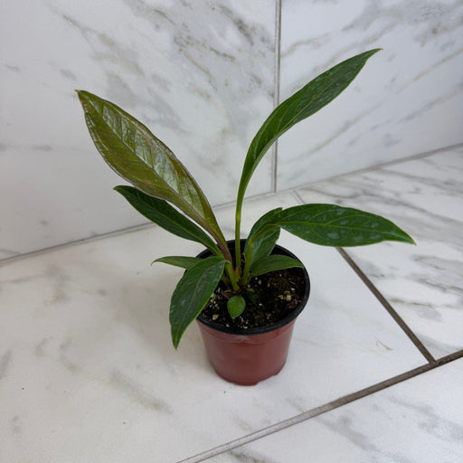 The Plant Farm® Houseplants Anthurium Cobra, 4" Plant