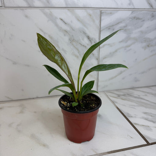 The Plant Farm® Houseplants Anthurium Cobra, 4" Plant