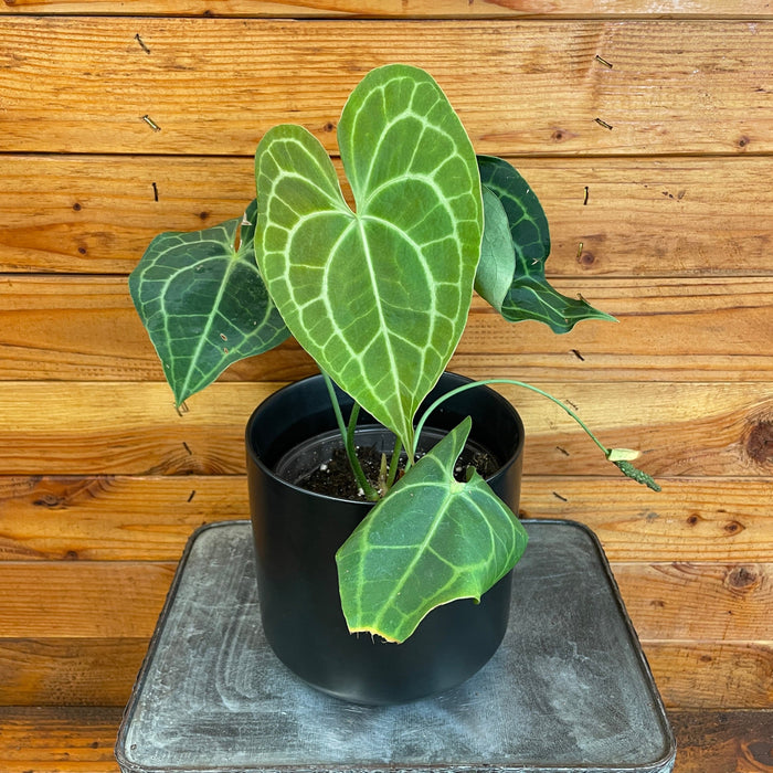 The Plant Farm® Houseplants Anthurium Crystallinum, 6" Plant