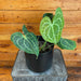 The Plant Farm® Houseplants Anthurium Crystallinum, 6" Plant