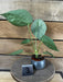 The Plant Farm® Houseplants Anthurium Crystallinum x Forgetii - Pick Your Plant, 2" Plant