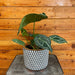 The Plant Farm® Houseplants Anthurium Crystallinumn x Forgetii, 6" Plant