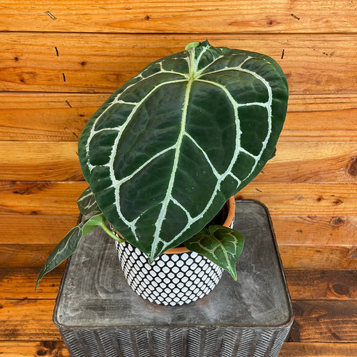 The Plant Farm® Houseplants Anthurium Crystallinumn x Forgetii, 6" Plant