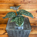 The Plant Farm® Houseplants Anthurium Doc Block 'Michelle' - Pick Your Plant, 4" Plant