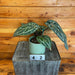 The Plant Farm® Houseplants Anthurium Doc Block 'Michelle' - Pick Your Plant, 4" Plant