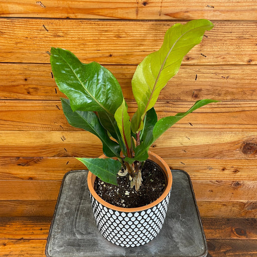 The Plant Farm® Houseplants Anthurium Hookeri, 6" Plant