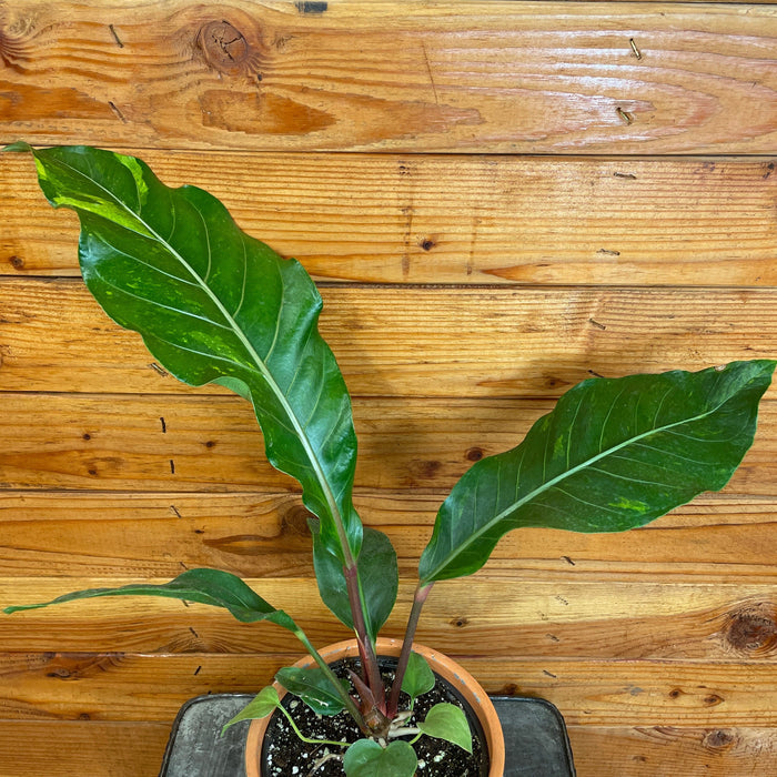 The Plant Farm® Houseplants Anthurium Hookeri Variegated, 6" Plant