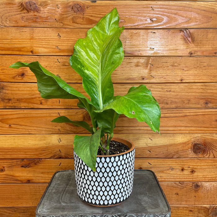 The Plant Farm® Houseplants Anthurium Hookeri Variegated, 6" Plant