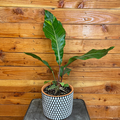 The Plant Farm® Houseplants Anthurium Hookeri Variegated, 6" Plant