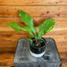 The Plant Farm® Houseplants Anthurium Hookeri Variegated - Pick Your Plant, 4" Plant
