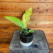 The Plant Farm® Houseplants Anthurium Hookeri Variegated - Pick Your Plant, 4" Plant