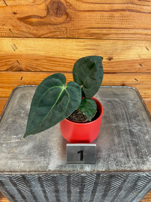 anthurium houseplant Anthurium Libertii X Michelle