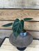 The Plant Farm® Houseplants Anthurium Magnificum Hybrid - 2" Plant