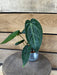 The Plant Farm® Houseplants Anthurium Magnificum Hybrid - 2" Plant
