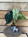 The Plant Farm® Houseplants Anthurium Magnificum x Forgetii - Pick Your Plant, 2" Plant